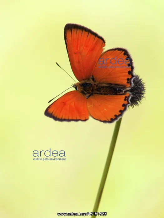 : Scarce Copper : Scarce Copper