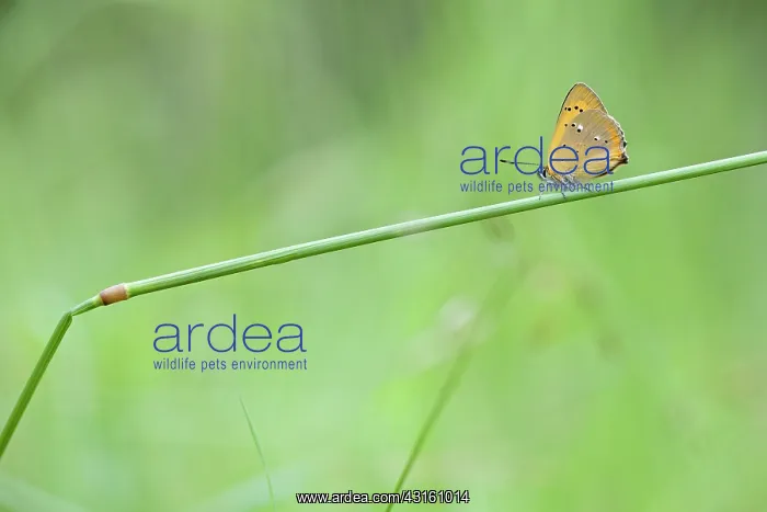 : Scarce Copper : Scarce Copper