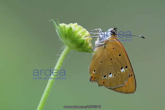 : Scarce Copper : Scarce Copper