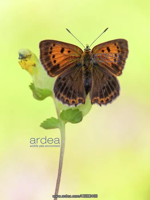 : Scarce Copper : Scarce Copper
