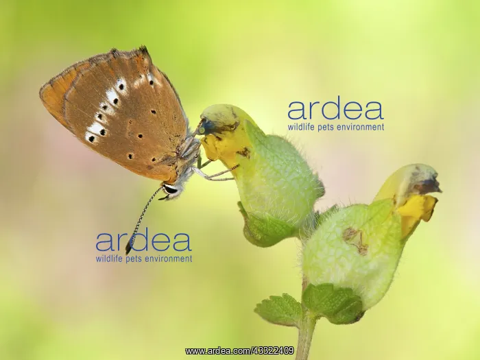 : Scarce Copper : Scarce Copper