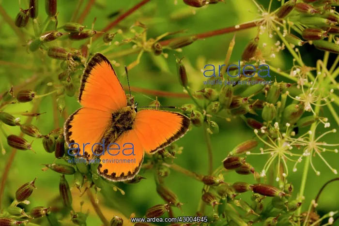 : Scarce Copper Butterfly : Scarce Copper Butterfly