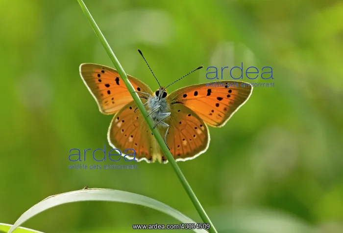  : Scarce Copper Butterfly female at 1900m Maritime