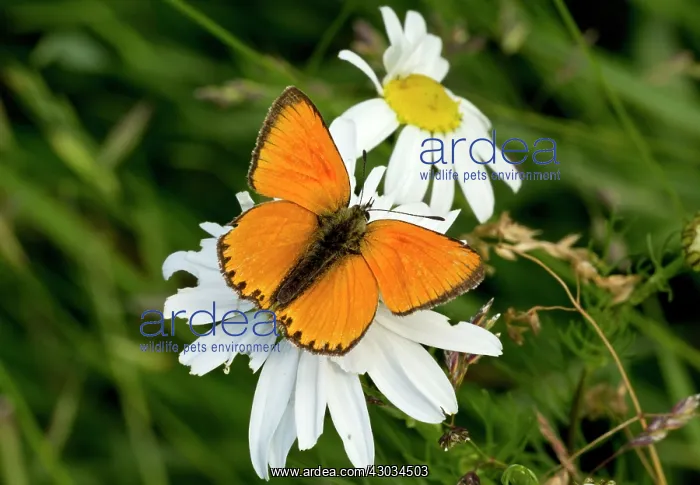 : Scarce Copper Butterfly male at 1900m Maritime Alps, France : Scarce Copper Butterfly male at 1900m Maritime Alps, France