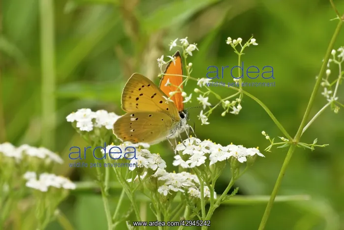 : Scarce copper - Feeding on umbellifer head : Scarce copper - Feeding on umbellifer head