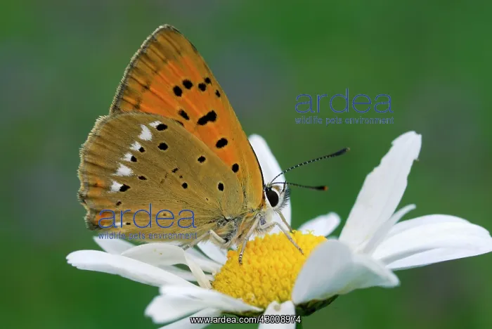 : Scarce Copper male on Daisy Flower : Scarce Copper male on Daisy Flower