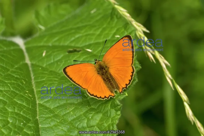 : Scarce copper - Upperside, resting on leaf : Scarce copper - Upperside, resting on leaf