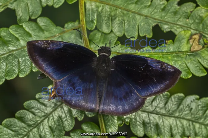 : Scarce Duskywing (Anastrus meliboea) Skipper, butterfly : Scarce Duskywing (Anastrus meliboea) Skipper, butterfly