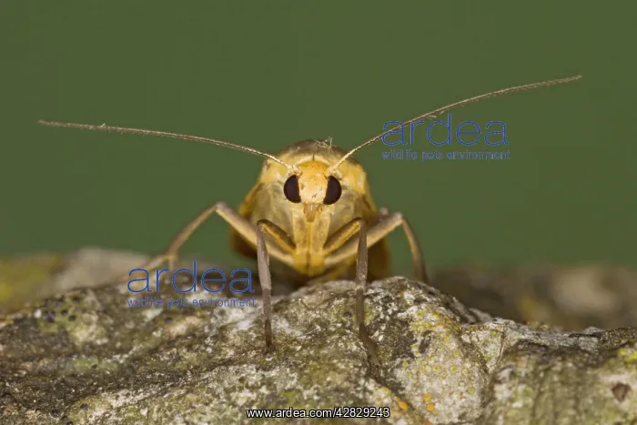 : Scarce Footman Moth : Scarce Footman Moth
