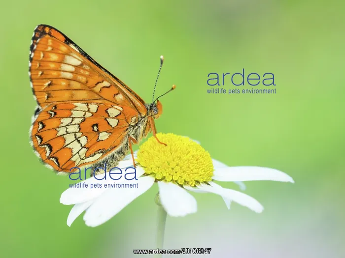  : Scarce Fritillary