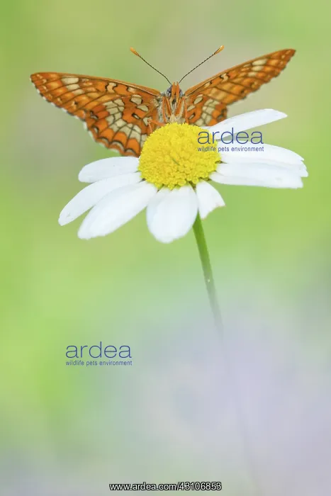 : Scarce Fritillary : Scarce Fritillary