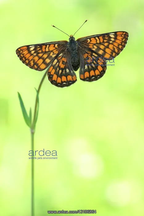 : Scarce Fritillary : Scarce Fritillary