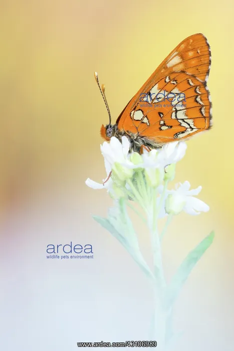 : Scarce Fritillary : Scarce Fritillary