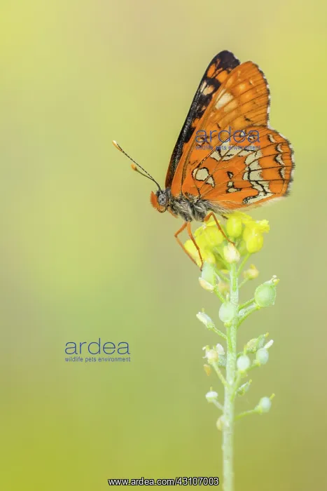 : Scarce Fritillary : Scarce Fritillary