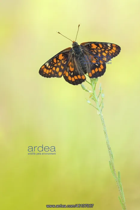 : Scarce Fritillary : Scarce Fritillary
