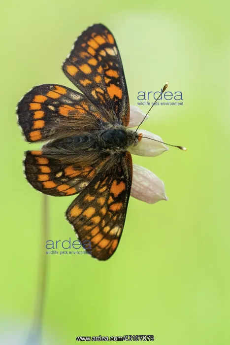 : Scarce Fritillary : Scarce Fritillary