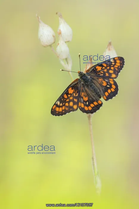 : Scarce Fritillary : Scarce Fritillary