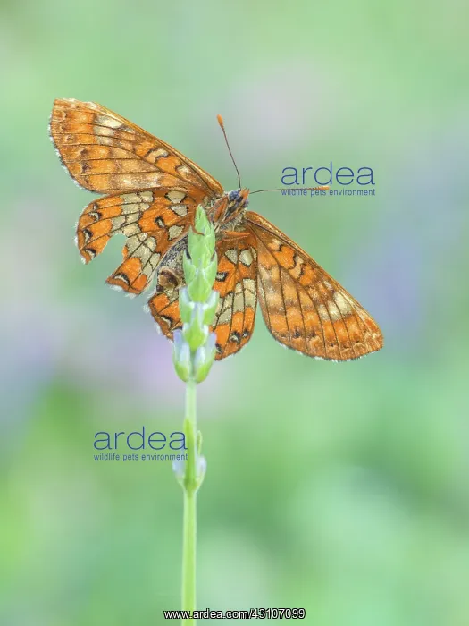 : Scarce Fritillary : Scarce Fritillary