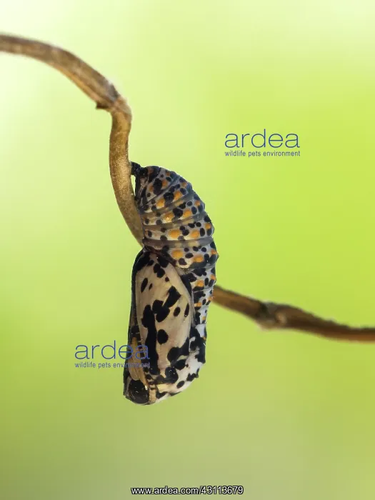 : Scarce Fritillary : Scarce Fritillary
