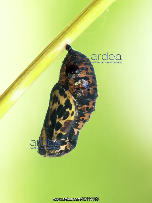 : Scarce Fritillary : Scarce Fritillary