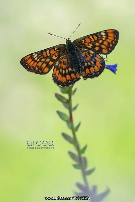 : Scarce Fritillary : Scarce Fritillary