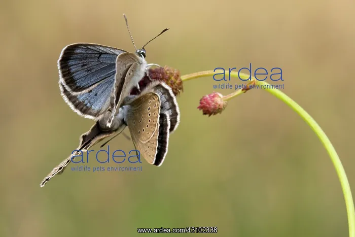 : Scarce Large Blue : Scarce Large Blue