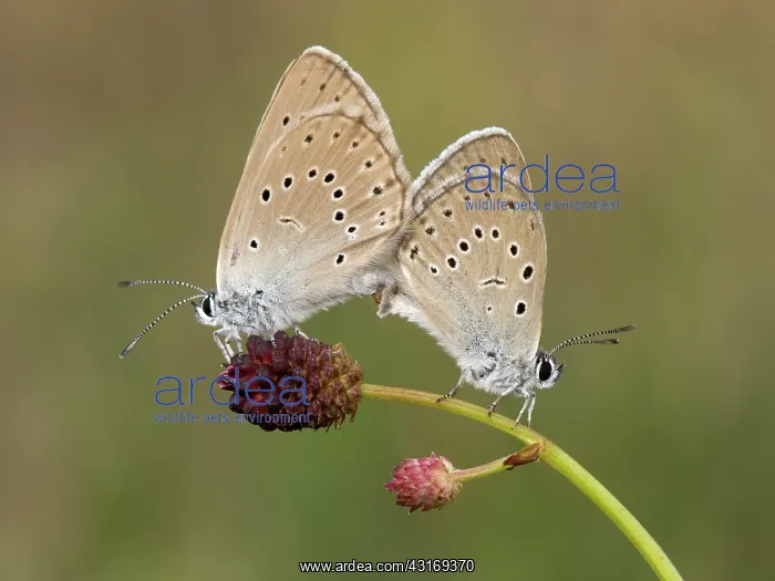 : Scarce Large Blue : Scarce Large Blue
