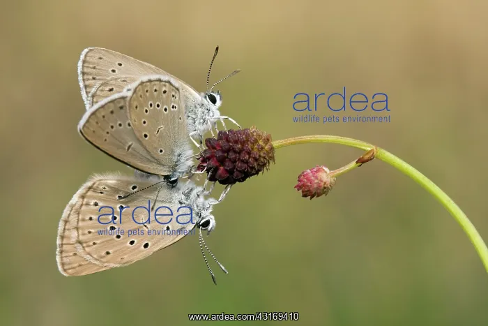 : Scarce Large Blue : Scarce Large Blue