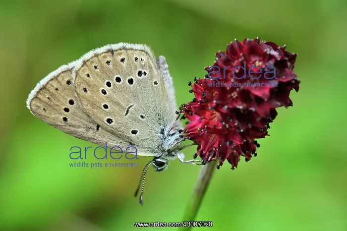 : Scarce Large Blue Butterfly on Great Burnet (Maculinea : Scarce Large Blue Butterfly on Great Burnet (Maculinea