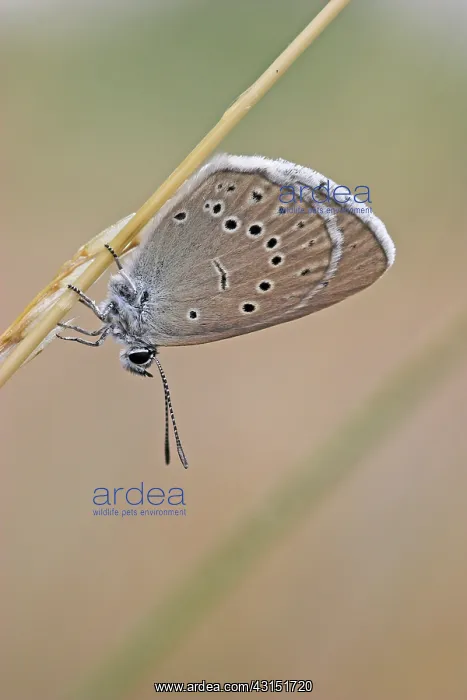 : Grass. Scarce Large Blue (Phengaris teleius) resting on a blade of unidentified Grass : Grass. Scarce Large Blue (Phengaris teleius) resting on a blade of unidentified Grass
