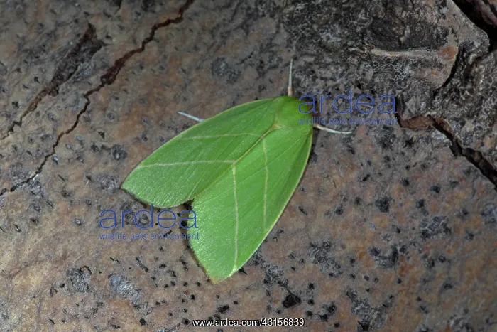 : Scarce Silver-lines : Scarce Silver-lines