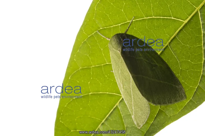 : Scarce Silver-lines (Bena bicolorana) resting : Scarce Silver-lines (Bena bicolorana) resting