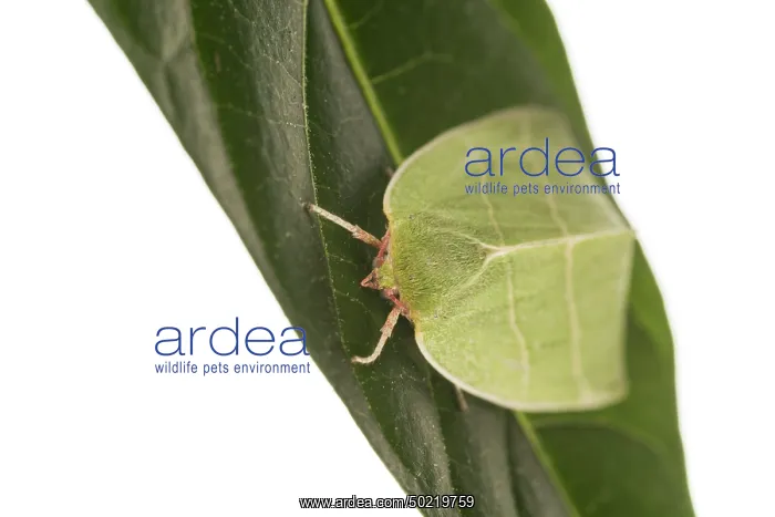 : Scarce Silver-lines (Bena bicolorana) resting on green leaf against a white background, Liguria, Italy : Scarce Silver-lines (Bena bicolorana) resting on green leaf against a white background, Liguria, Italy