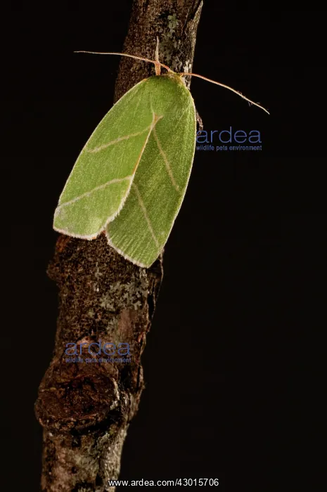  : Scarce Silver-lines on branch at night