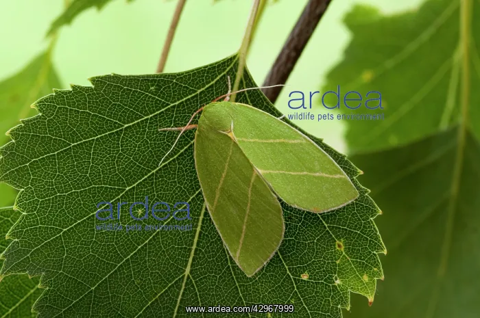 : Scarce Silver-lines Moth - resting on leaf : Scarce Silver-lines Moth - resting on leaf