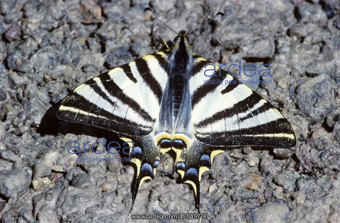 : Scarce Swallowtail : Scarce Swallowtail
