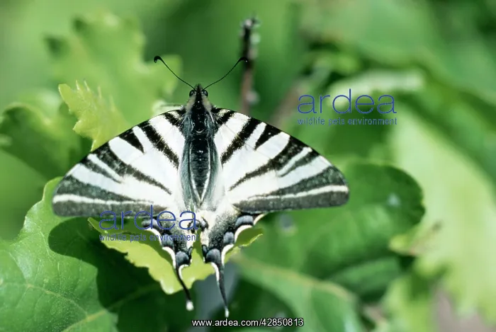 : Scarce Swallowtail BUTTERFLY - : Scarce Swallowtail BUTTERFLY -