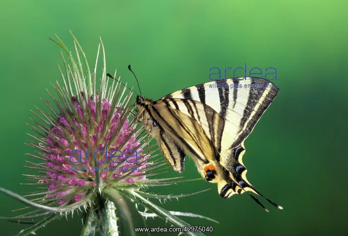 : Scarce Swallowtail Butterfly : Scarce Swallowtail Butterfly