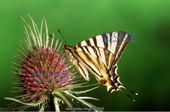 : SCARCE SWALLOWTAIL BUTTERFLY : SCARCE SWALLOWTAIL BUTTERFLY