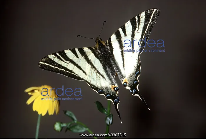 : SCARCE SWALLOWTAIL BUTTERFLY : SCARCE SWALLOWTAIL BUTTERFLY