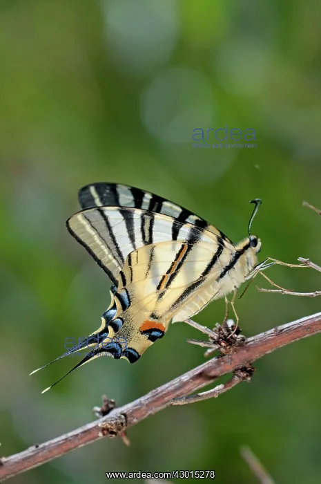  : Scarce Swallowtail Butterfly on branch