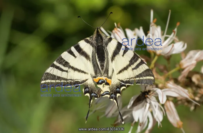: Scarce Swallowtail Butterfly on White Asphodel France : Scarce Swallowtail Butterfly on White Asphodel France