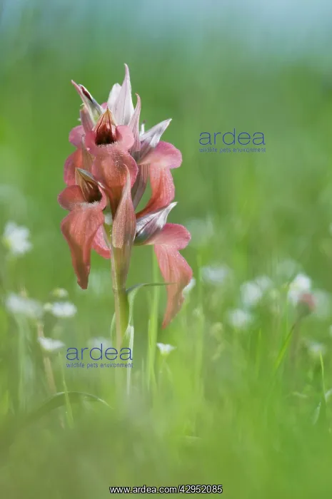 : Scarce Tongue Orchid : Scarce Tongue Orchid