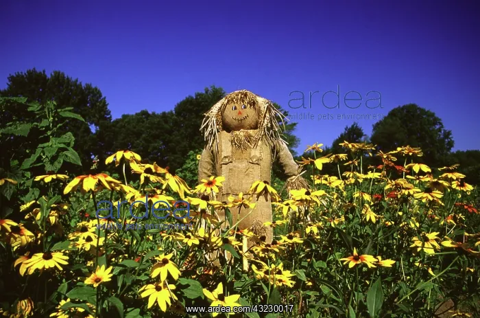 : Scarecrow and Black-Eyed Susans : Scarecrow and Black-Eyed Susans