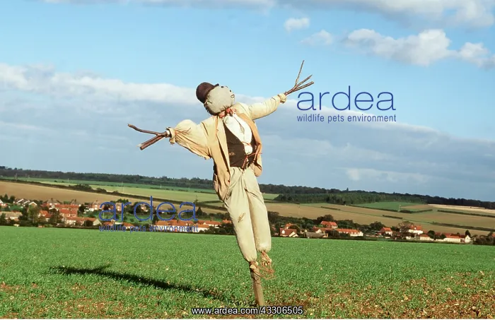 : SCARECROW - IN FIELD : SCARECROW - IN FIELD