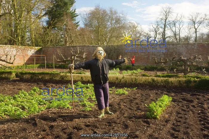 : Scarecrow in organic walled garden at Dean's Court : Scarecrow in organic walled garden at Dean's Court