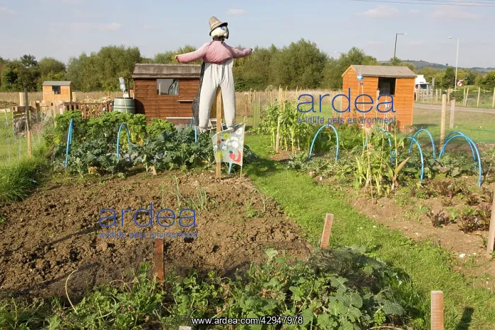 : Scarecrow on public allotments / vegetable plots : Scarecrow on public allotments / vegetable plots