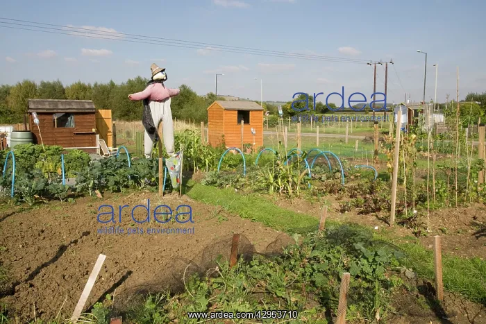 : Scarecrow on public allotments vegetable plots : Scarecrow on public allotments vegetable plots