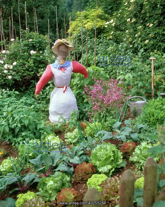 : Scarecrow in vegetable garden : Scarecrow in vegetable garden