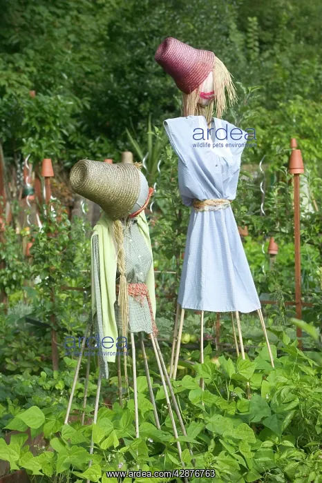 : Scarecrows - as a wildlife deterrent in Allotment : Scarecrows - as a wildlife deterrent in Allotment